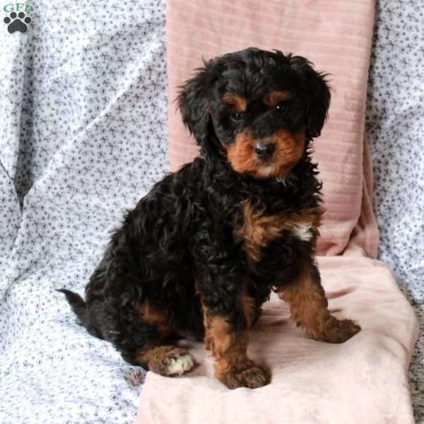Tucker, Bernedoodle Puppy