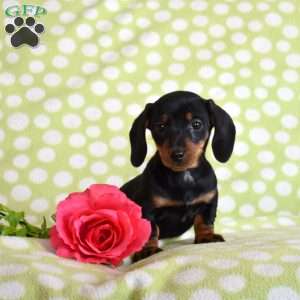 Tucker, Dachshund Puppy