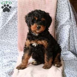 Tucker, Bernedoodle Puppy