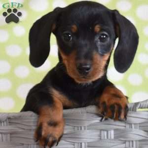 Tucker, Dachshund Puppy
