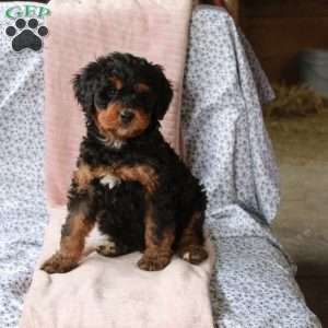 Tucker, Bernedoodle Puppy