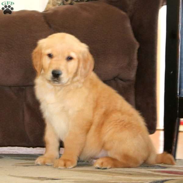 Tucker, Golden Retriever Puppy