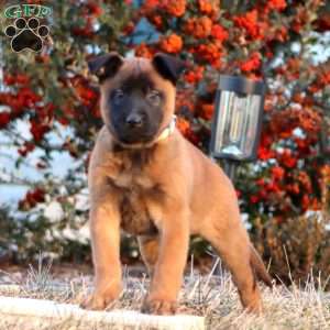 Tucker, Belgian Malinois Puppy