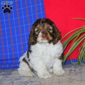 Tucker, Cocker Spaniel Puppy