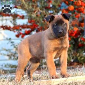 Tucker, Belgian Malinois Puppy