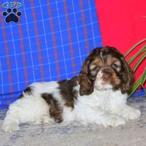 Tucker, Cocker Spaniel Puppy