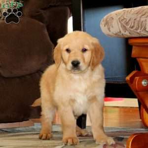 Tucker, Golden Retriever Puppy