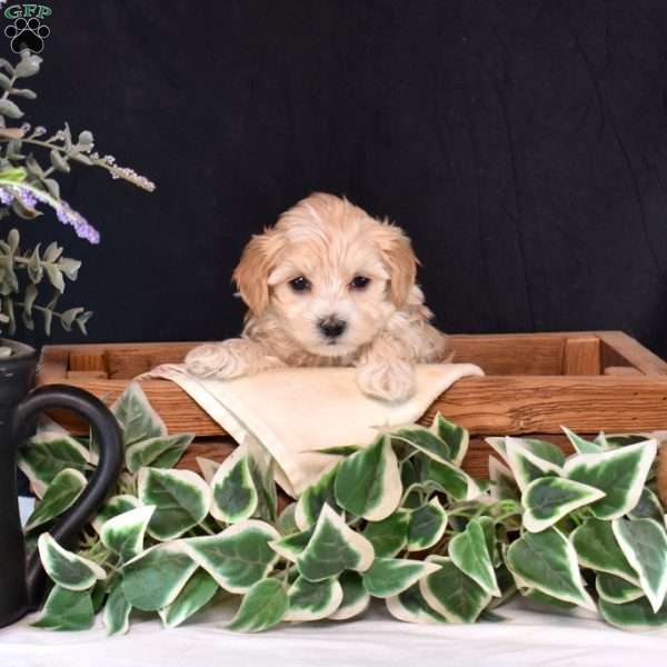 Tulip, Maltipoo Puppy