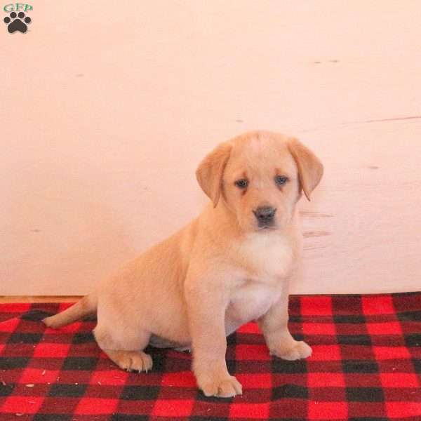 Tulip, Yellow Labrador Retriever Puppy