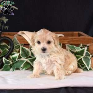Tulip, Maltipoo Puppy