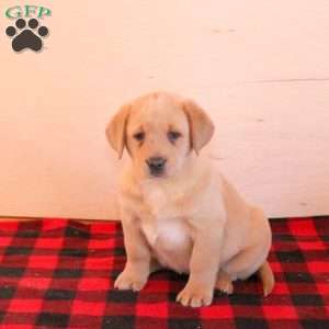 Tulip, Yellow Labrador Retriever Puppy