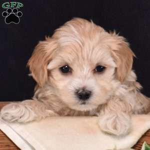 Tulip, Maltipoo Puppy