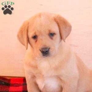 Tulip, Yellow Labrador Retriever Puppy