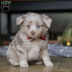 Turbo, Miniature Australian Shepherd Puppy