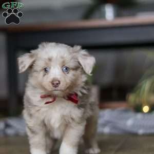 Turbo, Miniature Australian Shepherd Puppy
