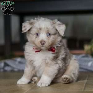 Turbo, Miniature Australian Shepherd Puppy