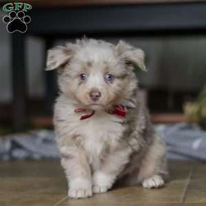 Turbo, Miniature Australian Shepherd Puppy