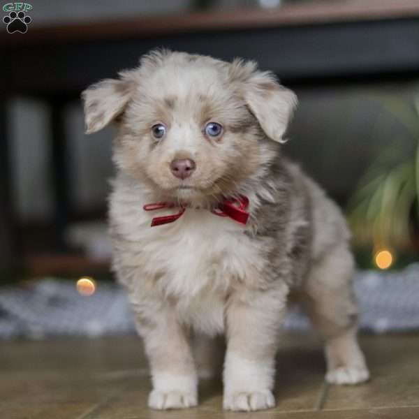 Turbo, Miniature Australian Shepherd Puppy