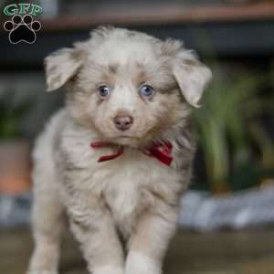 Turbo, Miniature Australian Shepherd Puppy