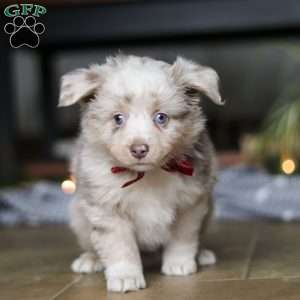 Turbo, Miniature Australian Shepherd Puppy