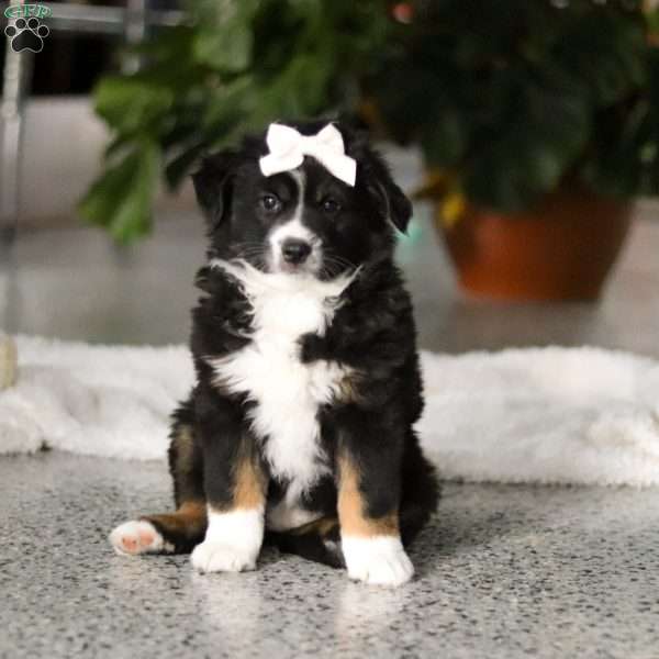 Twila, Miniature Australian Shepherd Puppy
