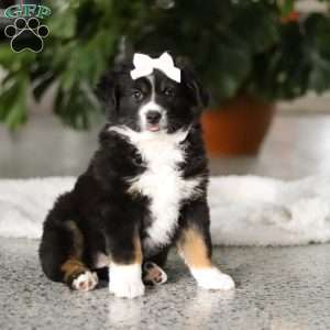 Twila, Miniature Australian Shepherd Puppy