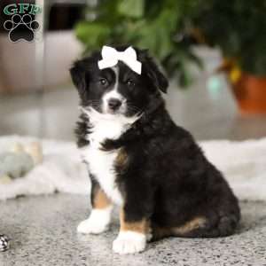Twila, Miniature Australian Shepherd Puppy