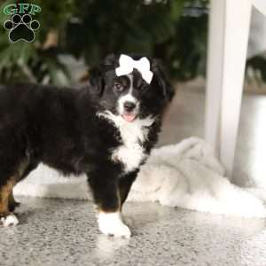 Twila, Miniature Australian Shepherd Puppy