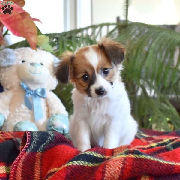 Twilight, Papillon Puppy