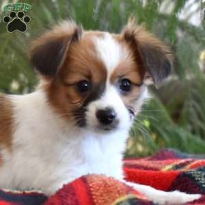 Twilight, Papillon Puppy