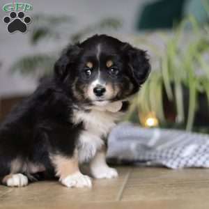 Twinkle, Miniature Australian Shepherd Puppy