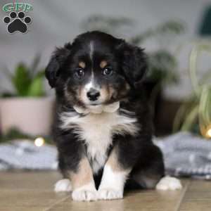 Twinkle, Miniature Australian Shepherd Puppy