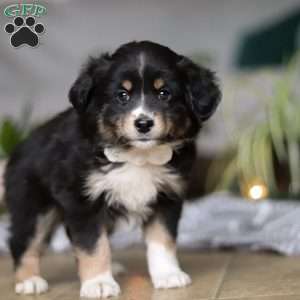Twinkle, Miniature Australian Shepherd Puppy