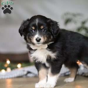 Twinkle, Miniature Australian Shepherd Puppy