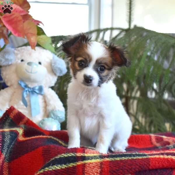 Twinkle, Papillon Puppy