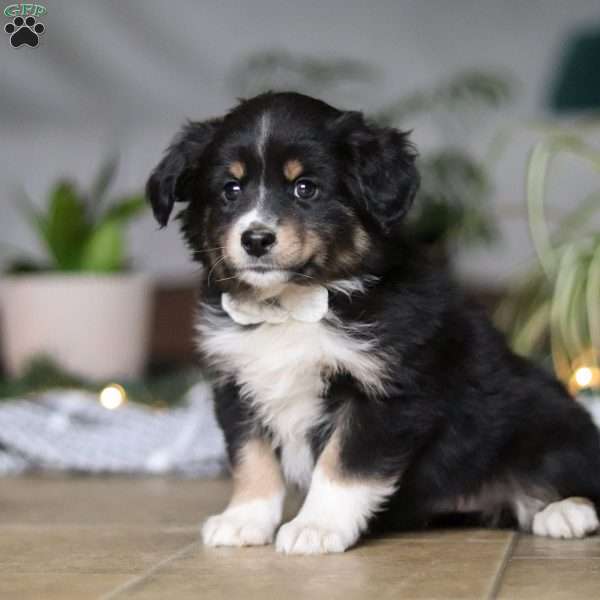 Twinkle, Miniature Australian Shepherd Puppy