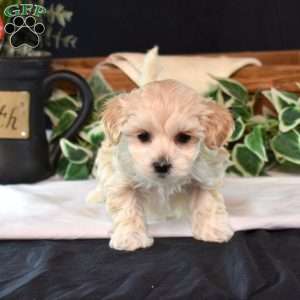 Twinkles, Maltipoo Puppy
