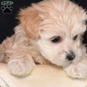 Twinkles, Maltipoo Puppy