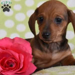 Twinkles, Dachshund Puppy