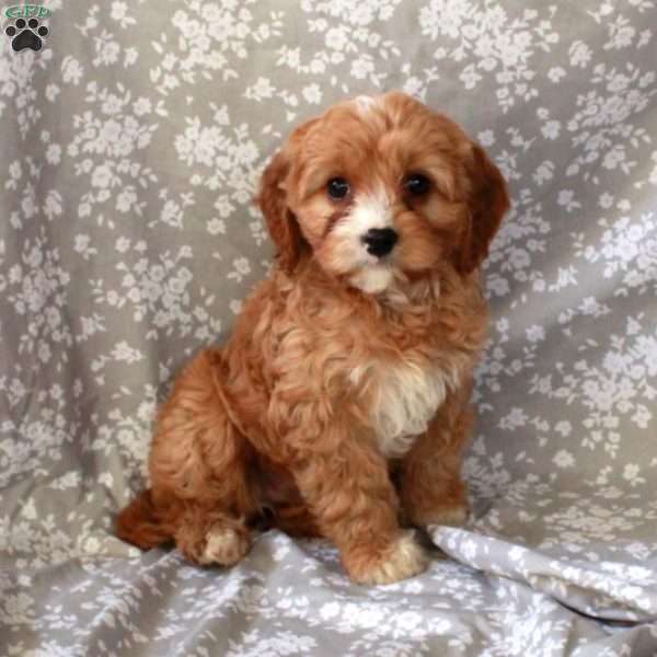Twix, Cavapoo Puppy