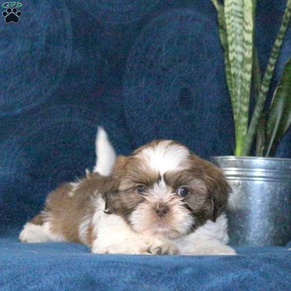 Twix, Shih Tzu Puppy