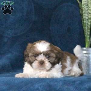 Twix, Shih Tzu Puppy