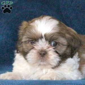 Twix, Shih Tzu Puppy