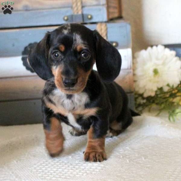 Tyson, Dachshund Puppy