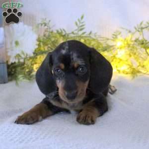 Tyson, Dachshund Puppy