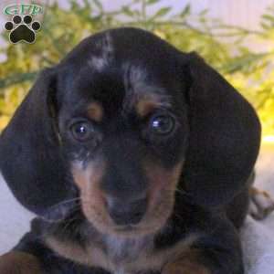 Tyson, Dachshund Puppy
