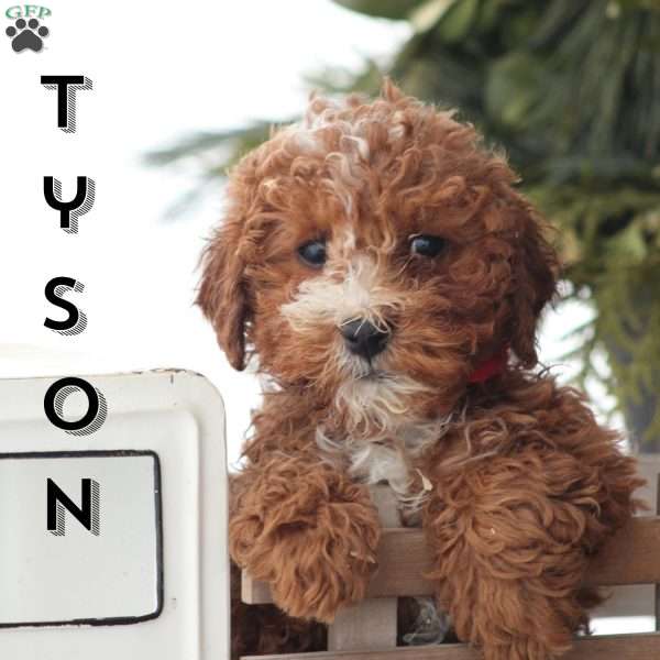 Tyson, Toy Poodle Puppy