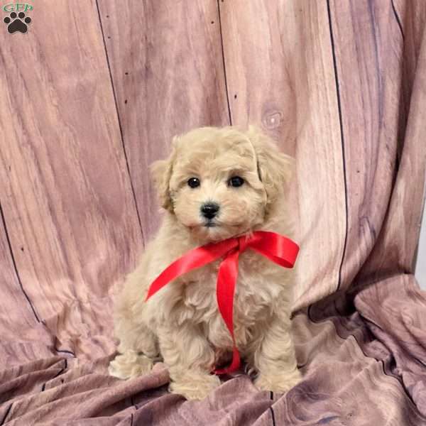 Unity, Bich-Poo Puppy