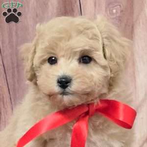 Unity, Bich-Poo Puppy