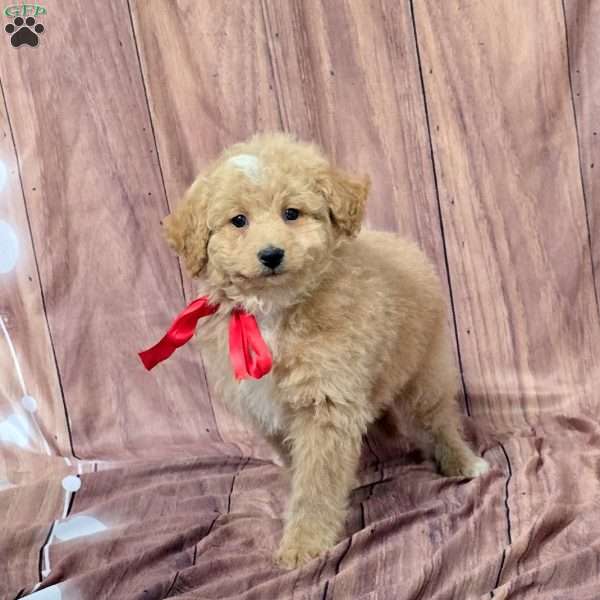 Urban, Bich-Poo Puppy